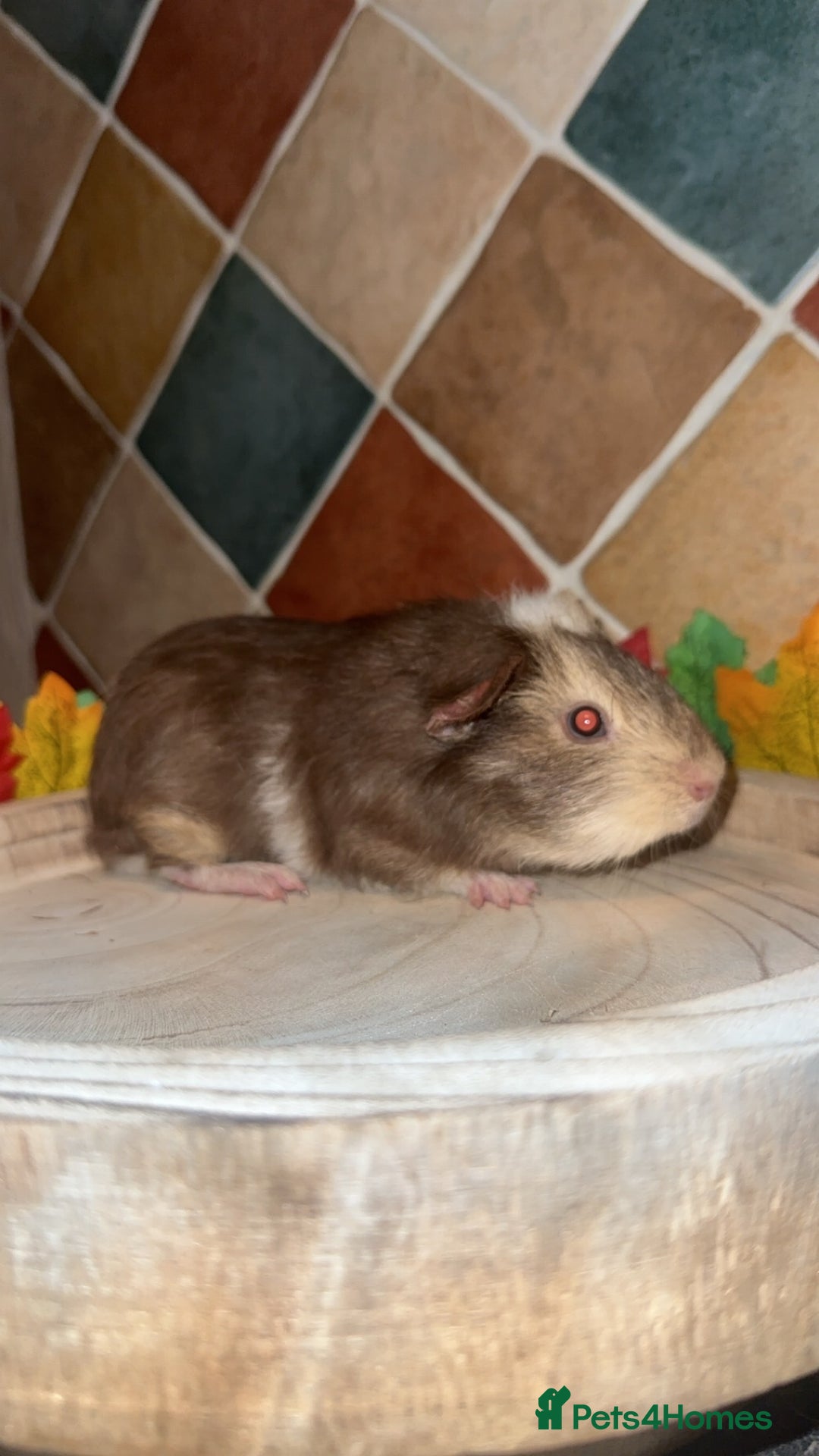 Guinea Pig rodents for sale: Baby guinea pigs  - Advert 7