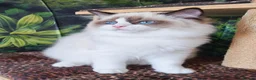 Ragdoll cats for sale: GCCF REGISTERED RAGDOLL BOYS  - Advert 3