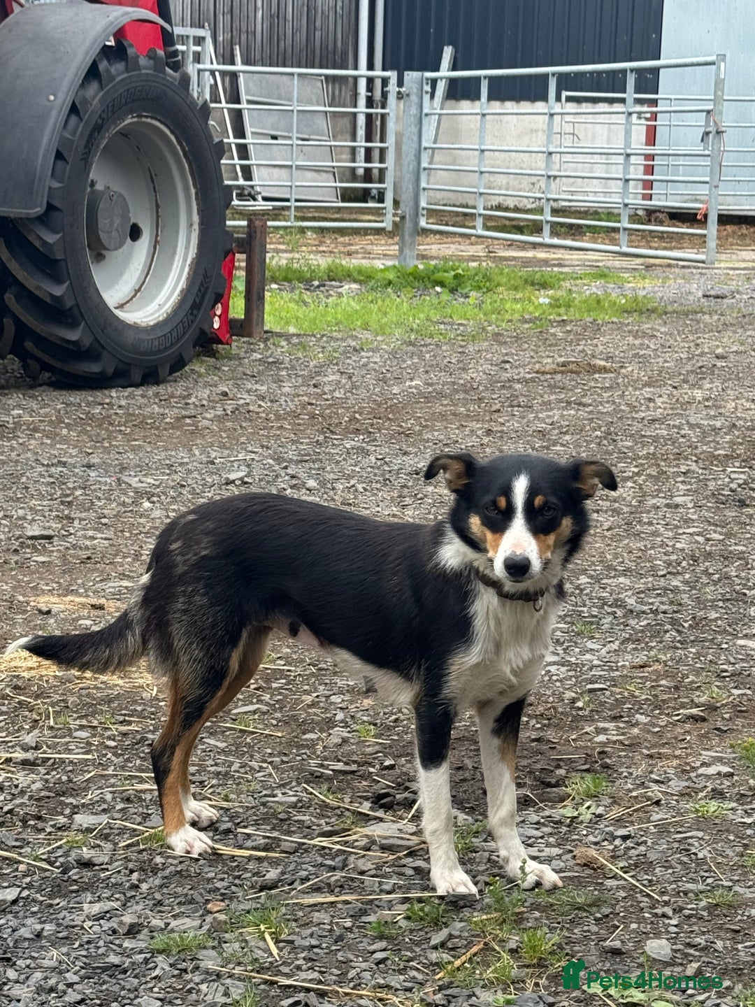 Border Collie dogs for sale: 3 males left .. female now sold! - Image 8