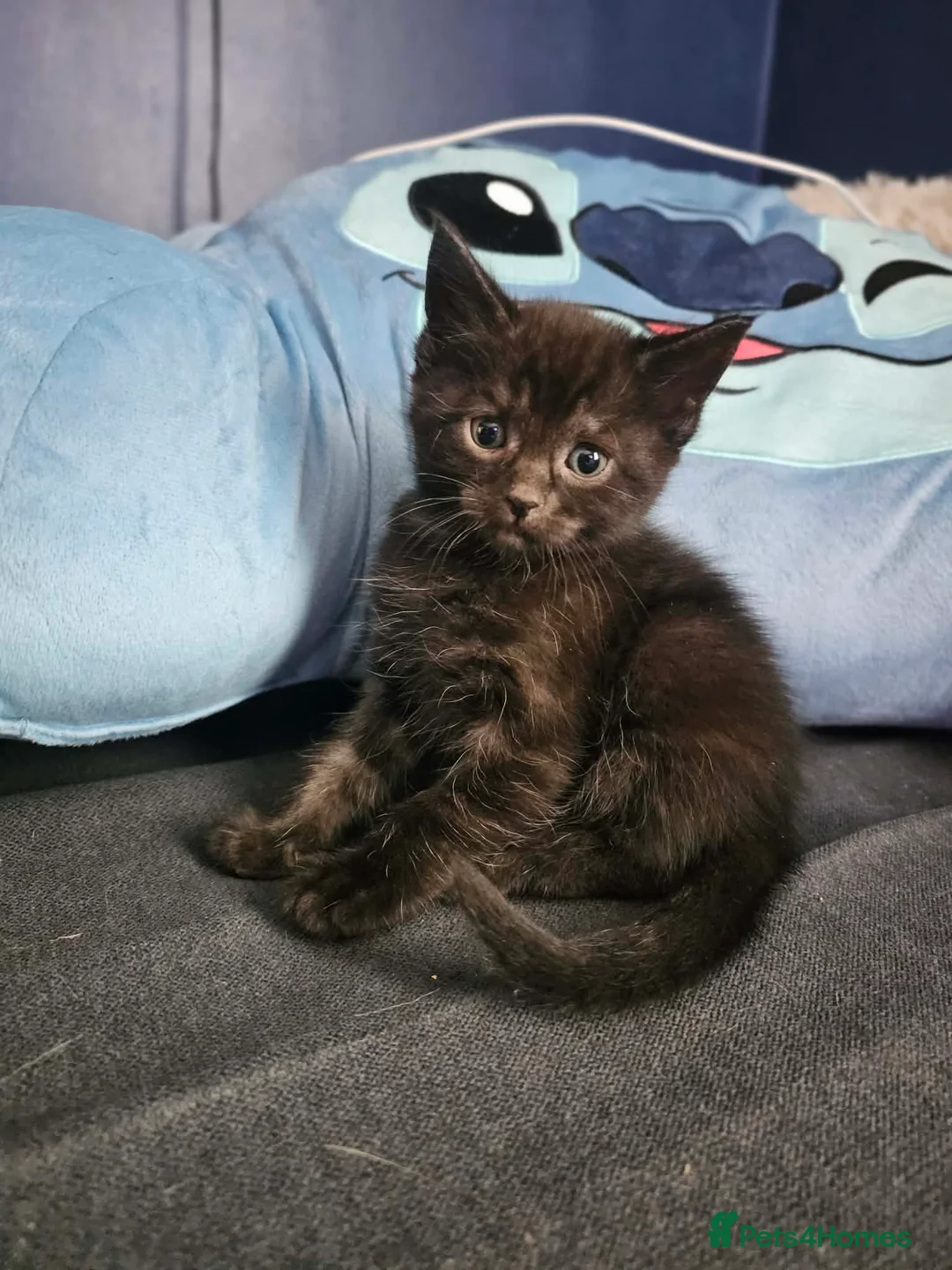 Mixed Breed cats for sale: Stunning Half Maine Coon Type Kittens for Sale - Advert 2