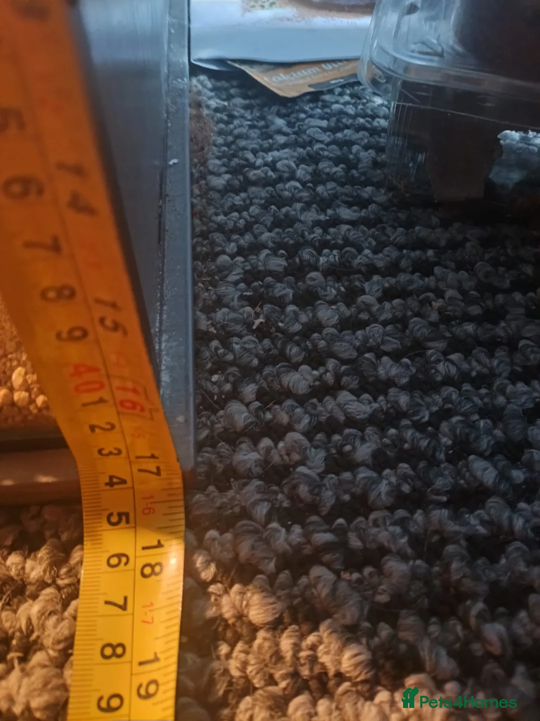 Gecko reptiles for sale: Gecko and full vivarium setup in Wigan - Advert 6
