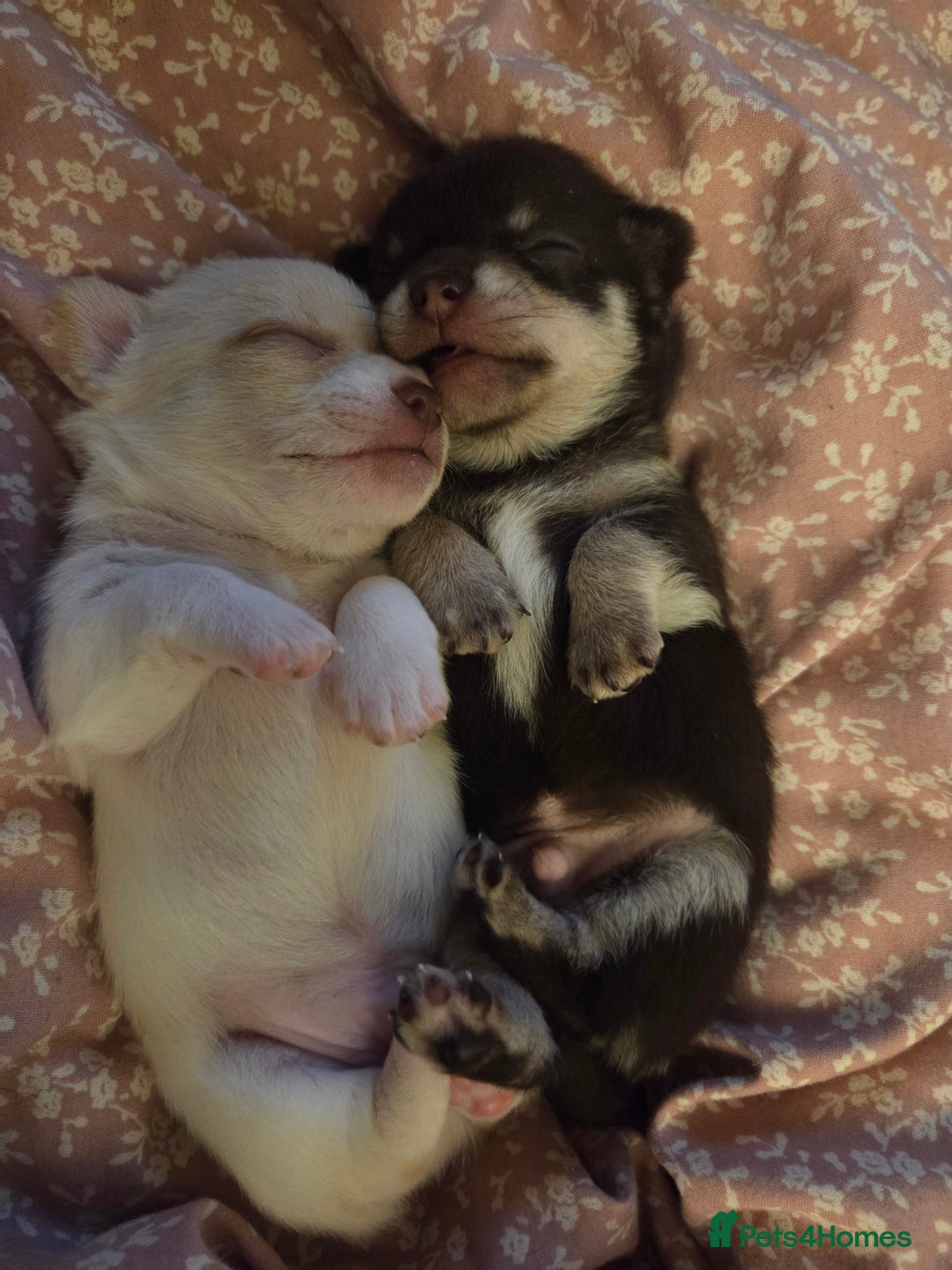 Chihuahua dogs for sale: 2 Tiny Male Chihuahuas (very small) - Advert 6