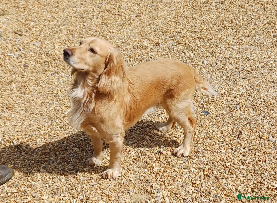 Cocker Spaniel dogs for sale: Male Working Cocker Spaniels - Image 8