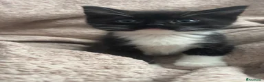 Tuxedo Boy