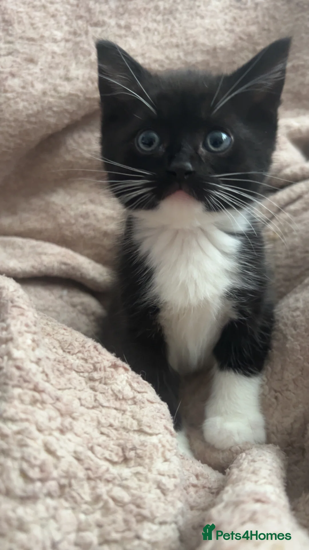 Mixed Breed cats for sale: Ragdoll/MixedBreed Kitten - Advert 6