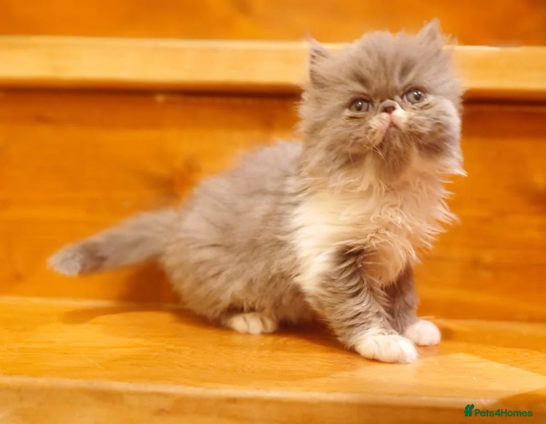 Persian cats for sale: Baby Dewdrop pedigree Persian  - Advert 9