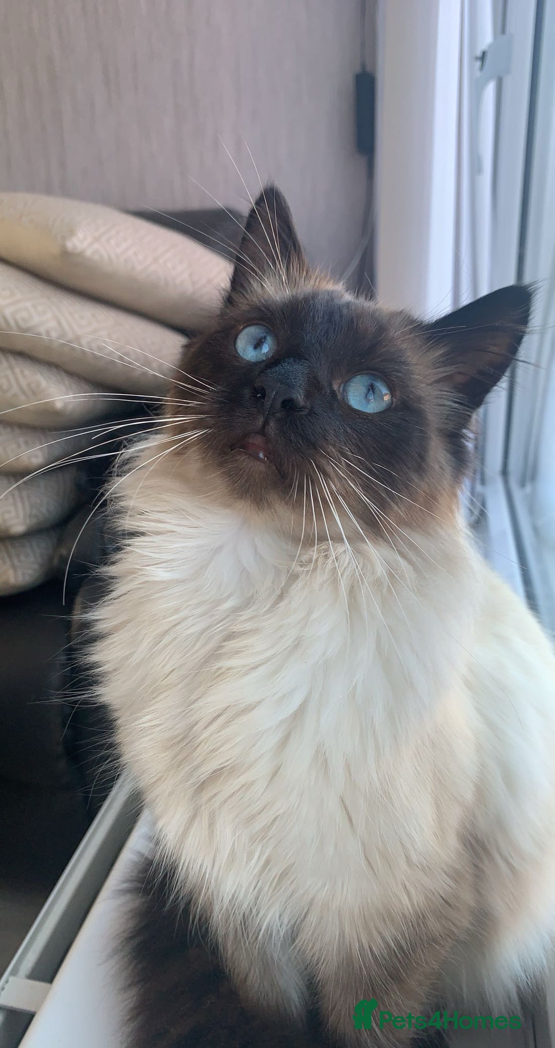 Ragdoll cats for sale: 1 ragdoll kitten  - Advert 6