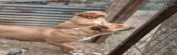 Mixed Breed dogs for adoption: Mum & Daughter Pair - Zelda & Freya in Brighton - Advert 1