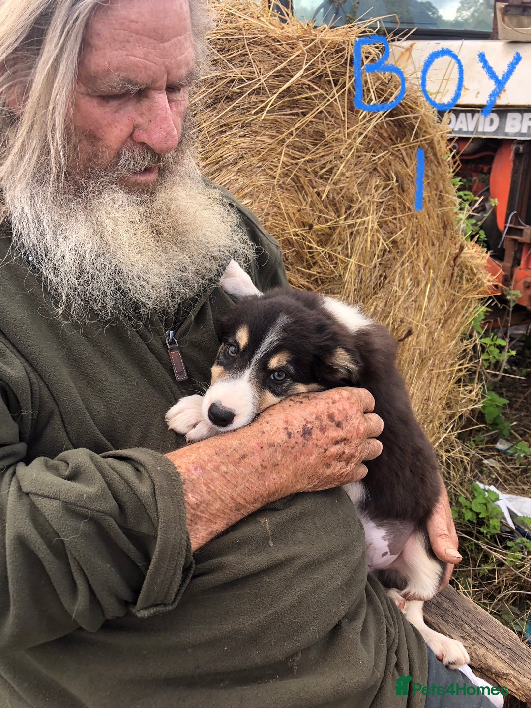 Border Collie dogs for sale: Traditional rough coated Border collie pups - Image 4