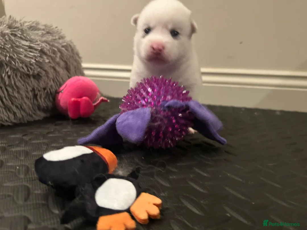 Pomsky dogs for sale: F2 Pomsky Puppies – Luna’s Pride Litter  - Advert 10