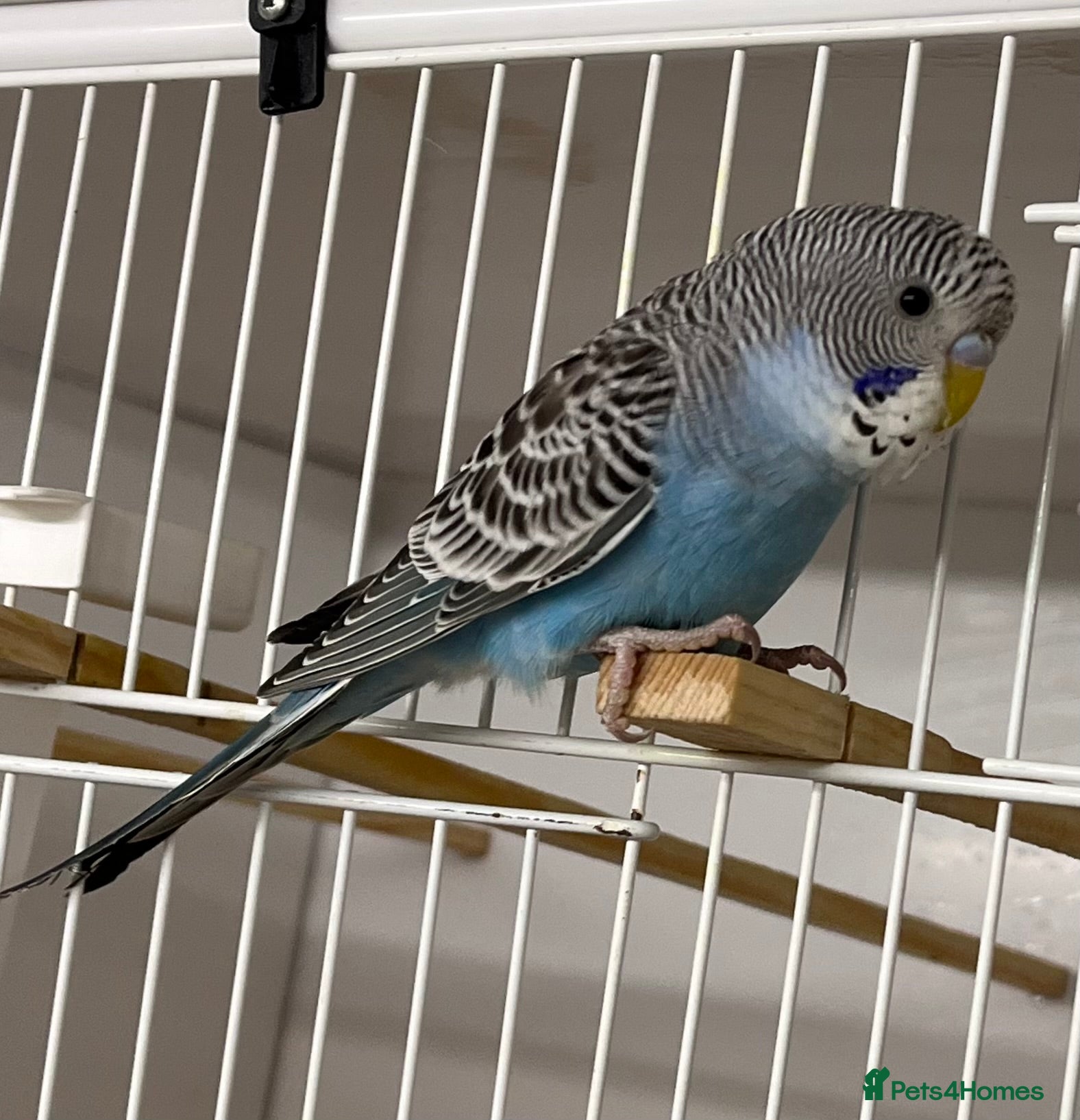 Budgerigars birds Budgie chicks  - Advert 2