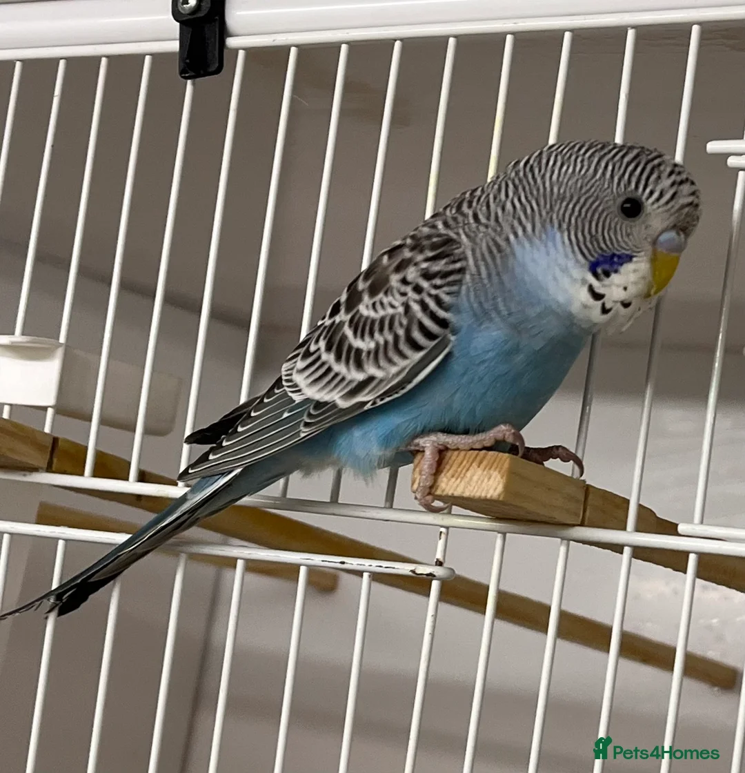 Budgerigars birds for sale: Budgie chicks  - Advert 1