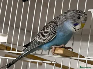 Budgerigars birds Budgie chicks - Advert 2