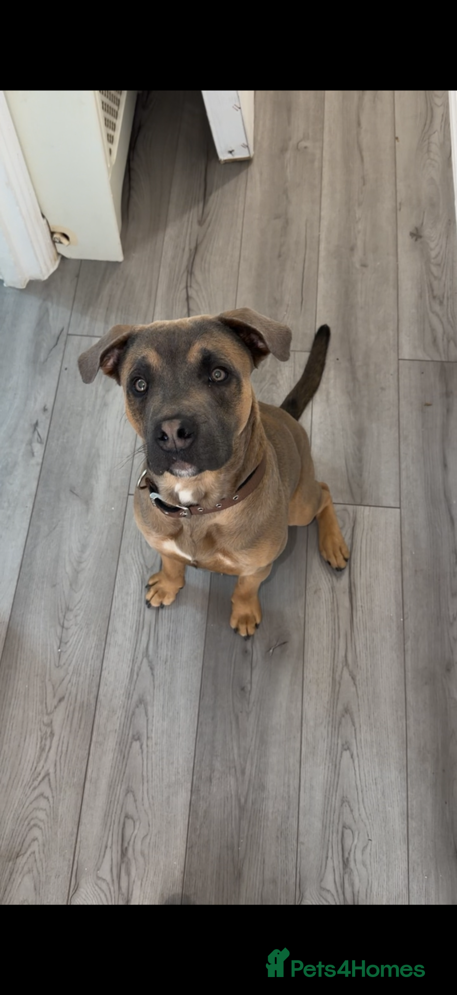 Mixed Breed dogs Blue look for a new home - Advert 1