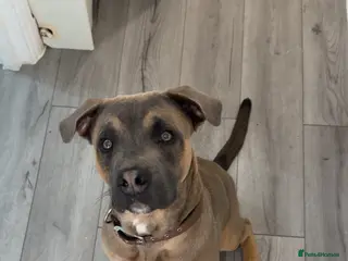 Mixed Breed dogs Blue look for a new home - Advert 1