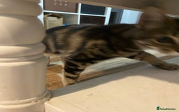 Domestic Shorthair cats for sale: Gorgeous tabby kitten  - Image 3