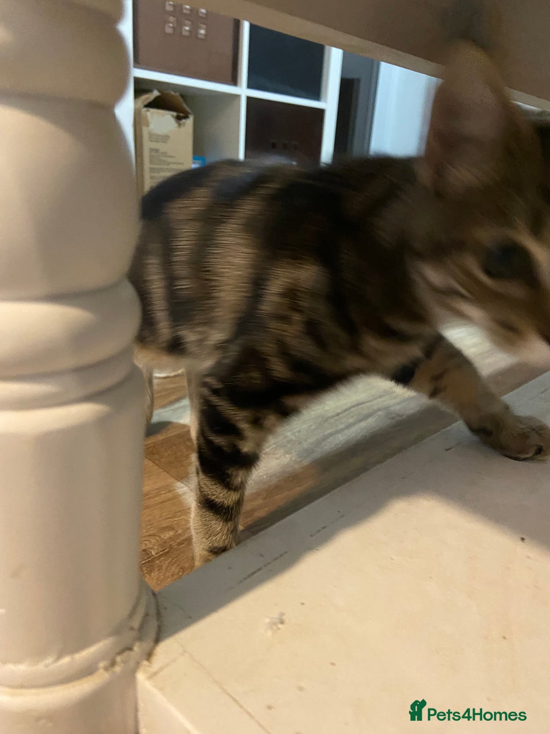 Domestic Shorthair cats for sale: Gorgeous tabby kitten  - Image 3