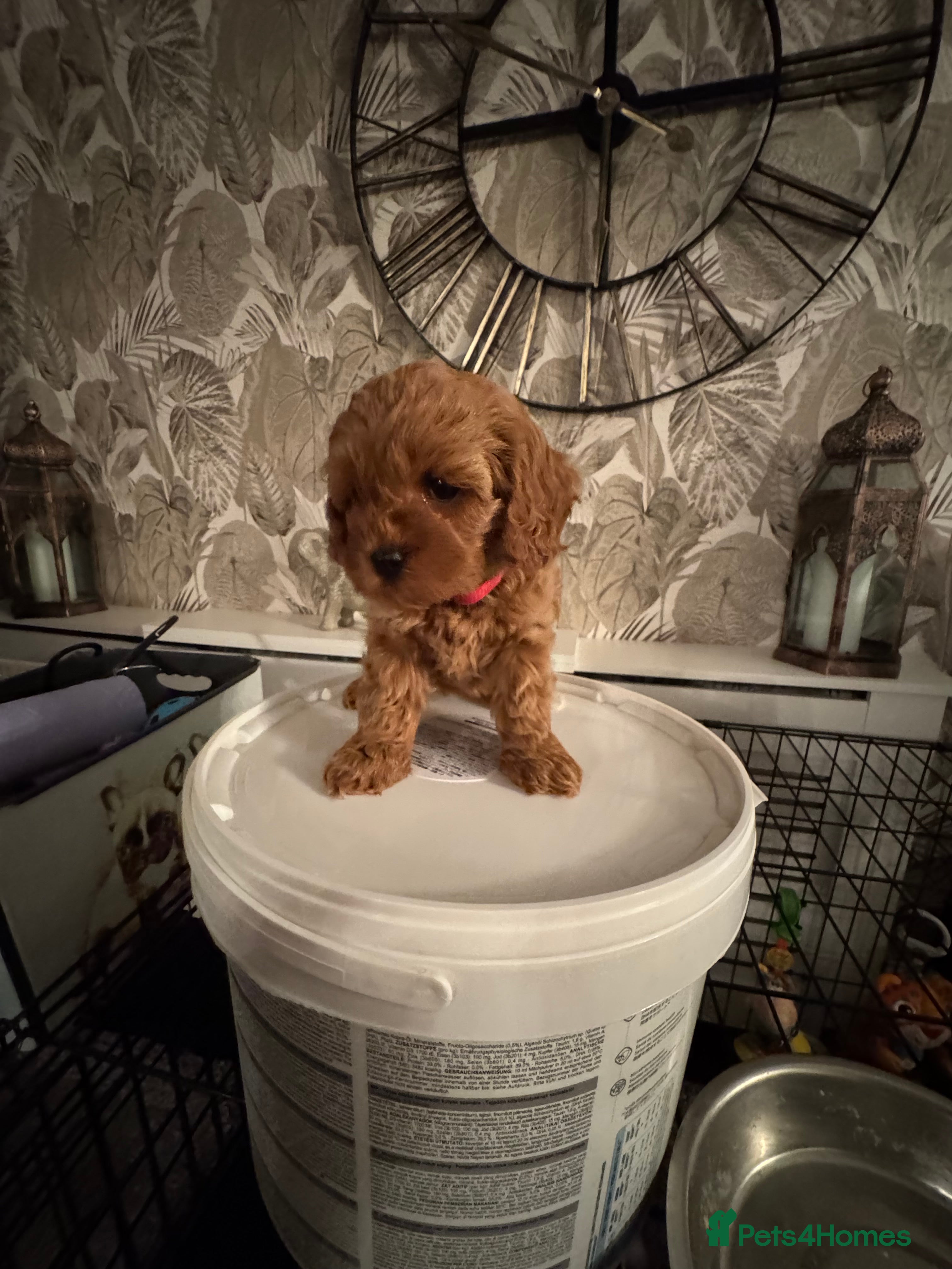 Cavapoo dogs F1 b beautiful Cavapoos  - Advert 8