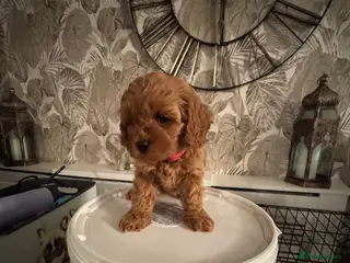 Cavapoo dogs F1 b beautiful Cavapoos - Advert 8