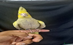 Cockatiels birds for sale: Silly hand tamed baby cockatiels for sale  - Image 11