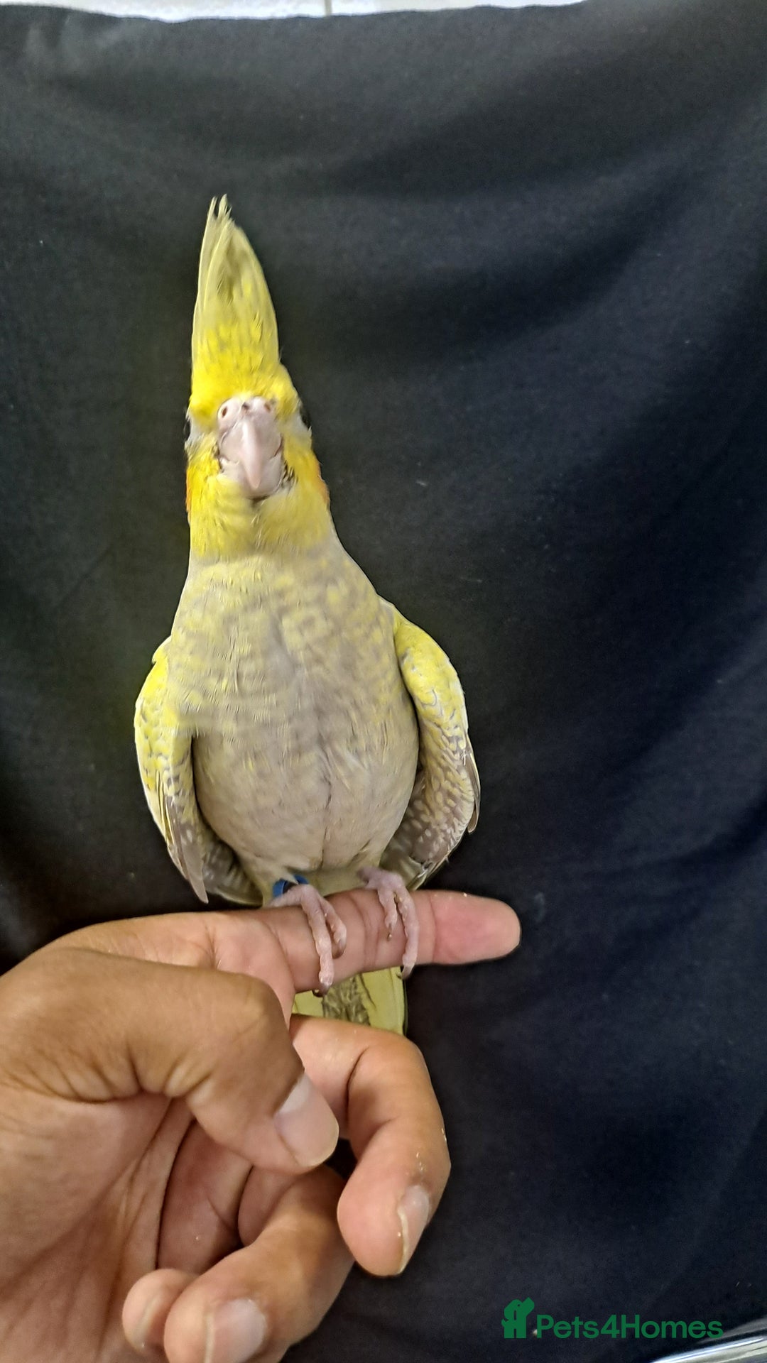 Cockatiels birds for sale: Silly hand tamed baby cockatiels for sale  - Image 11