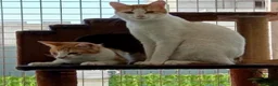 Arabian Mau cats for adoption: Chip and Dale  - Advert 3