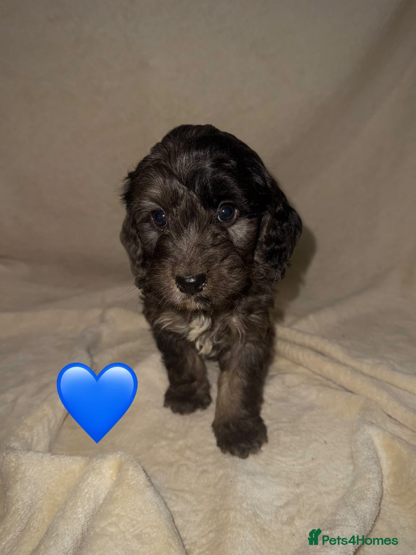 Cockapoo dogs for sale: Beautiful Cockapoos ready to leave - Advert 1
