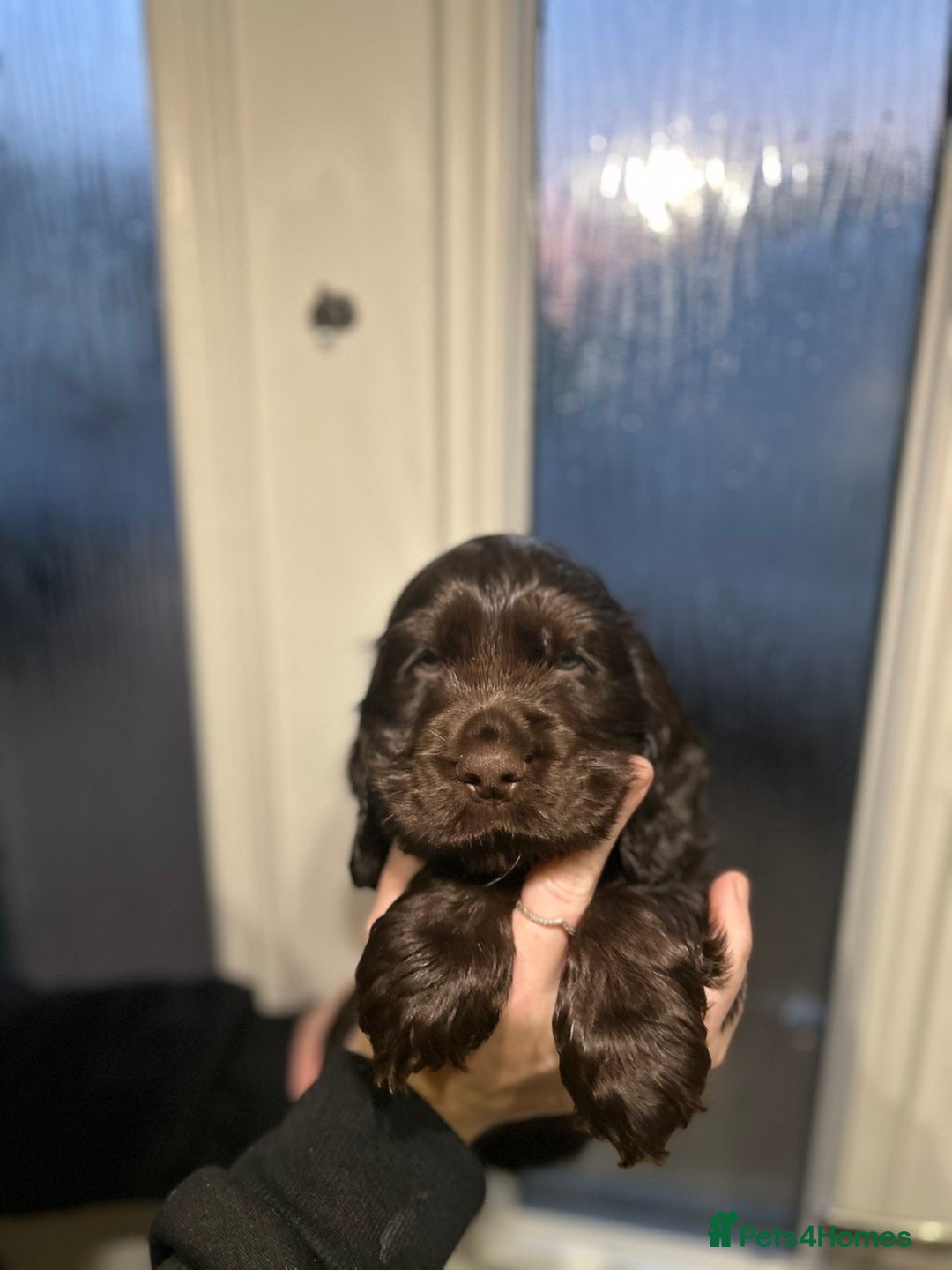 Cocker Spaniel dogs for sale: 💚2 boys available 💚show cocker spaniel puppies  - Advert 13