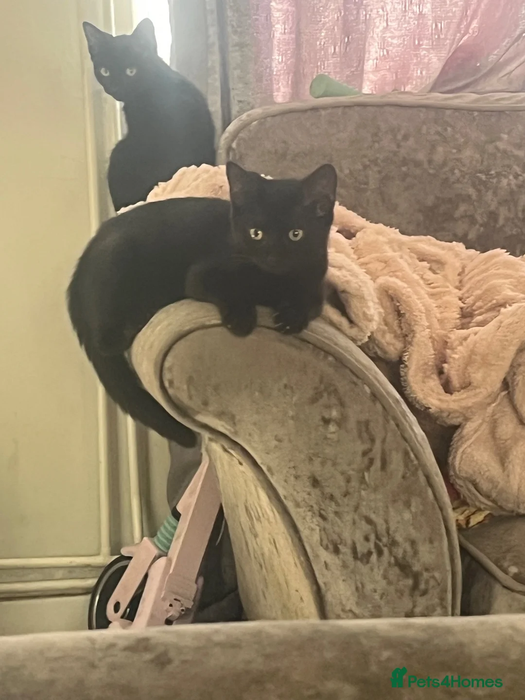 Mixed Breed cats for sale: 🐾feral kittens 🐾 in Winchester - Advert 2