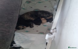 Mixed Breed cats for sale: 2 female kittens to go together - Image 2