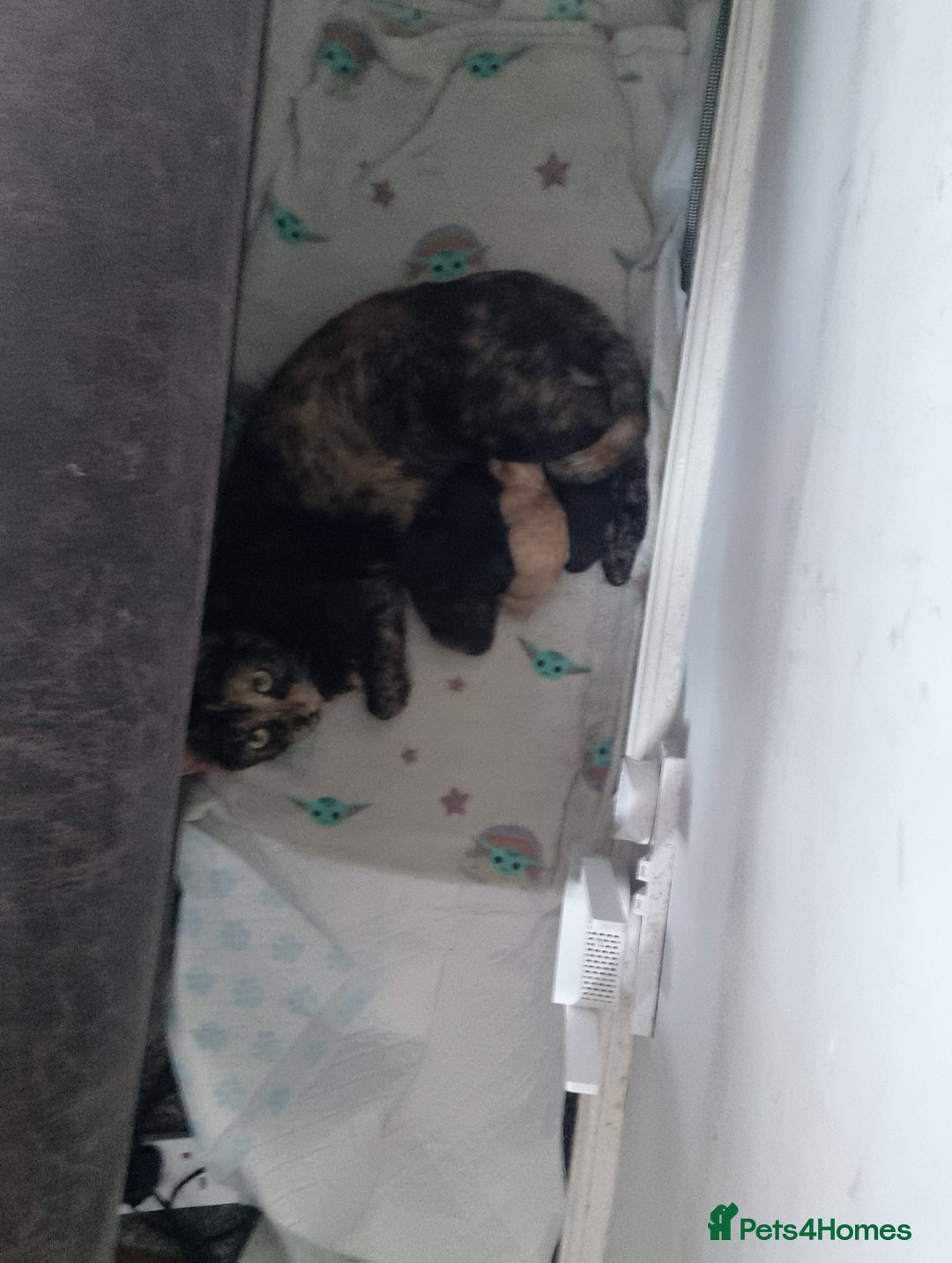 Mixed Breed cats for sale: 2 female kittens to go together - Image 2