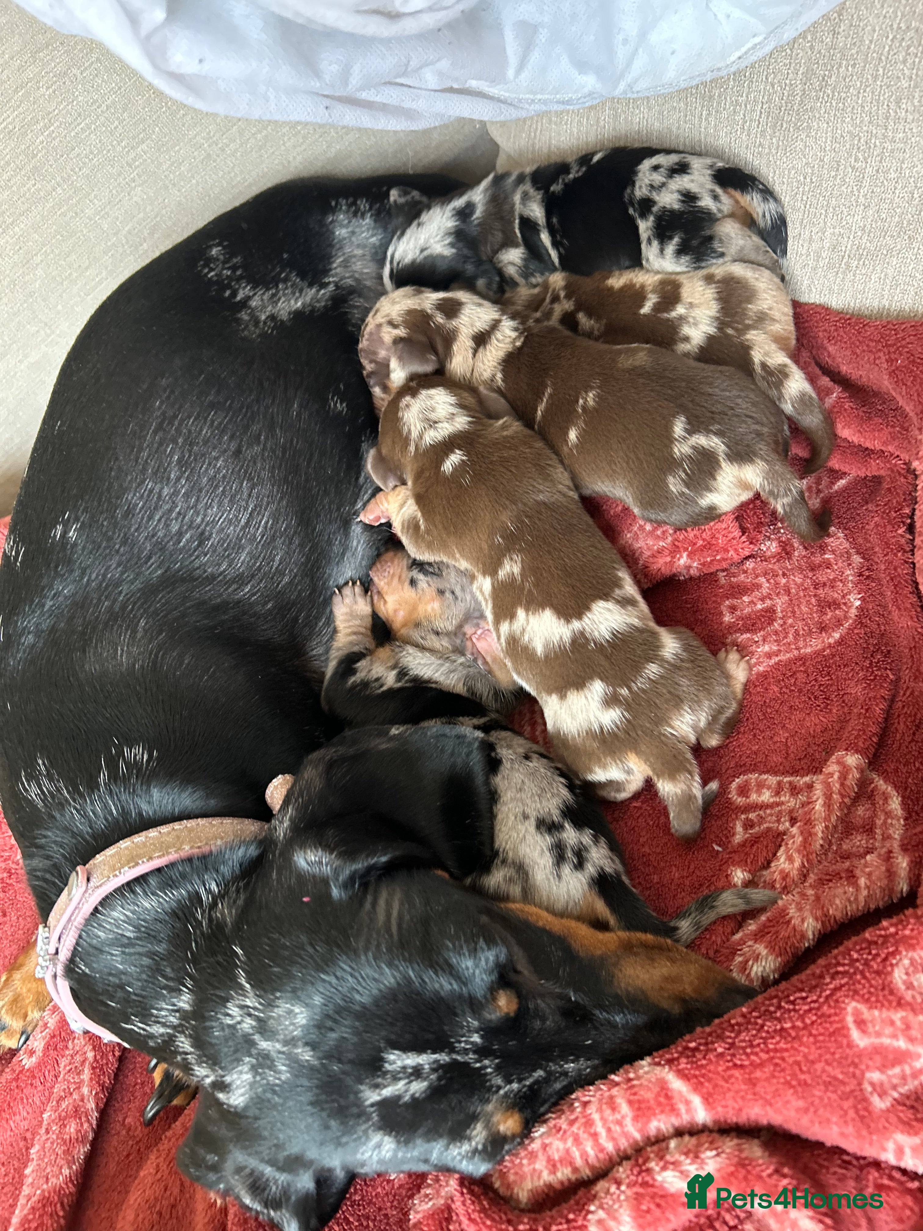Miniature Dachshund dogs 3 beautiful boys left !!  - Advert 3