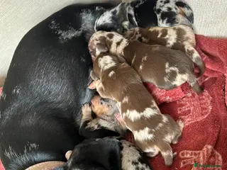 Miniature Dachshund dogs 3 beautiful boys left !! - Advert 1