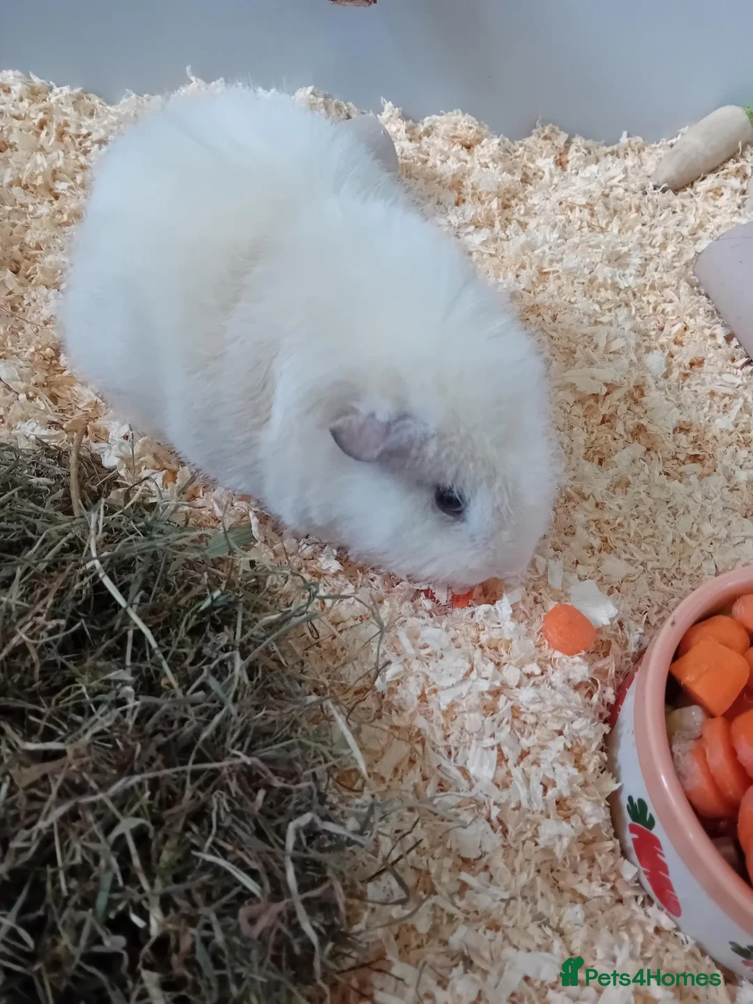 Guinea Pig rodents for sale: 2 male guinea pigs with indoor cage  in Norwich - Advert 5
