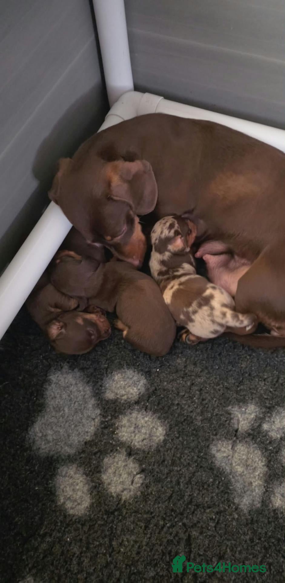 Miniature Dachshund dogs 🐶 READY TODAY 🐶 3 Minature Dachshund puppies 🐶  - Advert 1