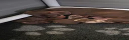 Miniature Dachshund dogs for sale: 🐶 READY TODAY 🐶 3 Minature Dachshund puppies 🐶  - Advert 2