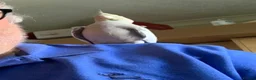 Cockatiels birds for sale: 2x cocktails, large cage & food for sale  in Maidstone - Advert 8