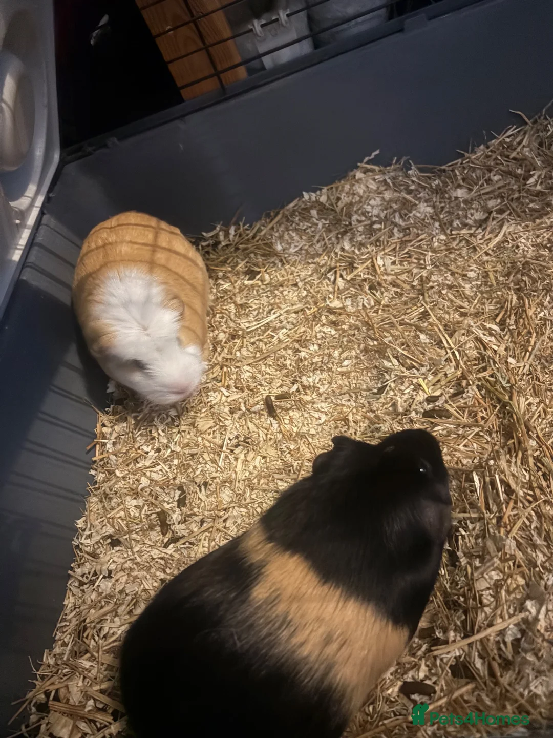 Guinea Pig rodents for sale: 2 guinea pigs  in North Shields - Advert 1