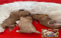 Maltipoo dogs for sale: 👑ULTRA RARE F1 TINY DNA ASIAN MALTIPOO PUPPIES👑 - Image 13
