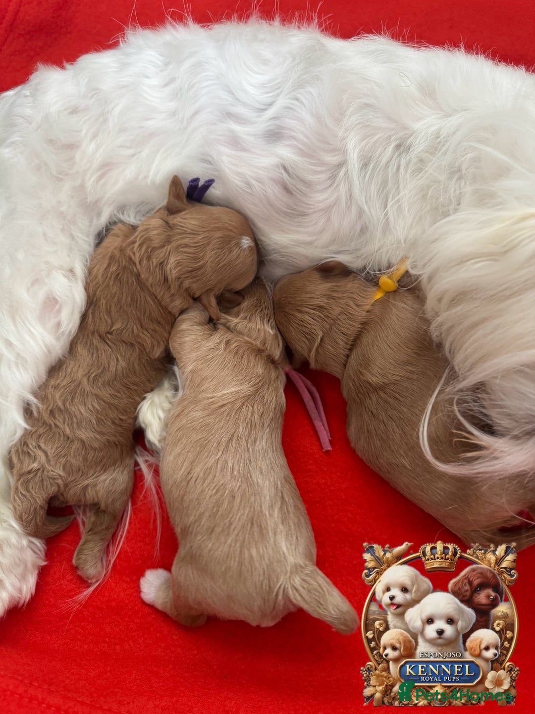 Maltipoo dogs for sale: 👑ULTRA RARE F1 TINY DNA ASIAN MALTIPOO PUPPIES👑 - Image 13