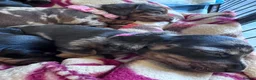 Miniature Dachshund dogs for sale: KC pedigree Mini Dachshund puppies - Advert 9
