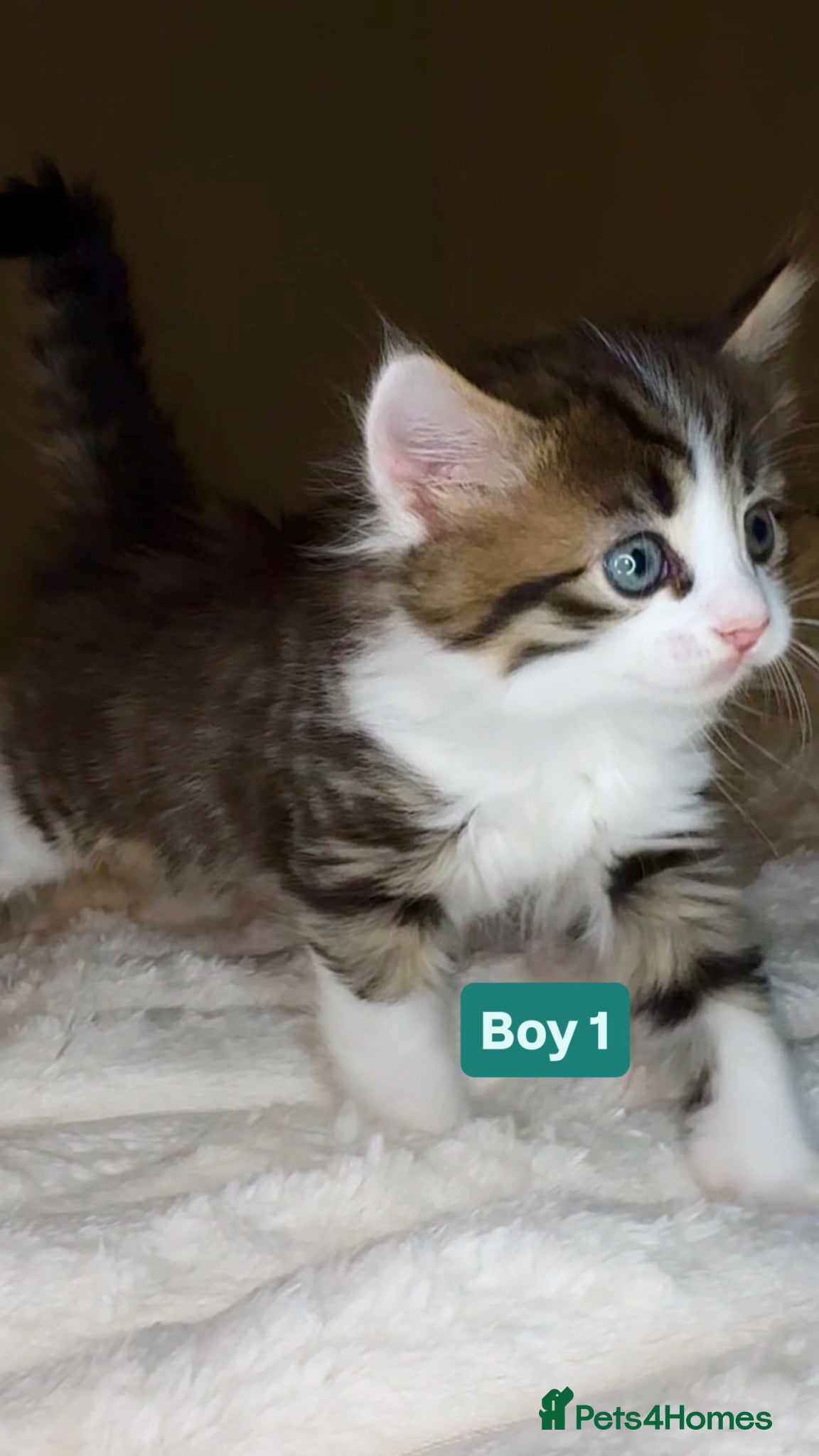 Mixed Breed cats 🐾 Adorable Fluffy Kittens Ready for Loving Homes - Advert 2