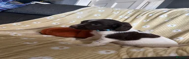 English Springer Spaniel 3