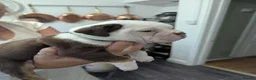 Olde English Bulldogge dogs for sale: 6 Olde English Bulldog puppies in Barry - Advert 15
