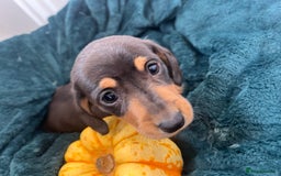 Dachshund dogs for sale: 6 beautiful dachshund puppies  - Image 18
