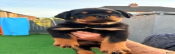 Rottweiler dogs for sale: 7 amazing rottweiler pups - Advert 6