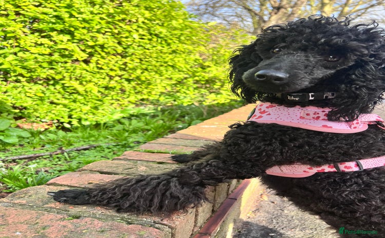Cockapoo dogs - Advert 2