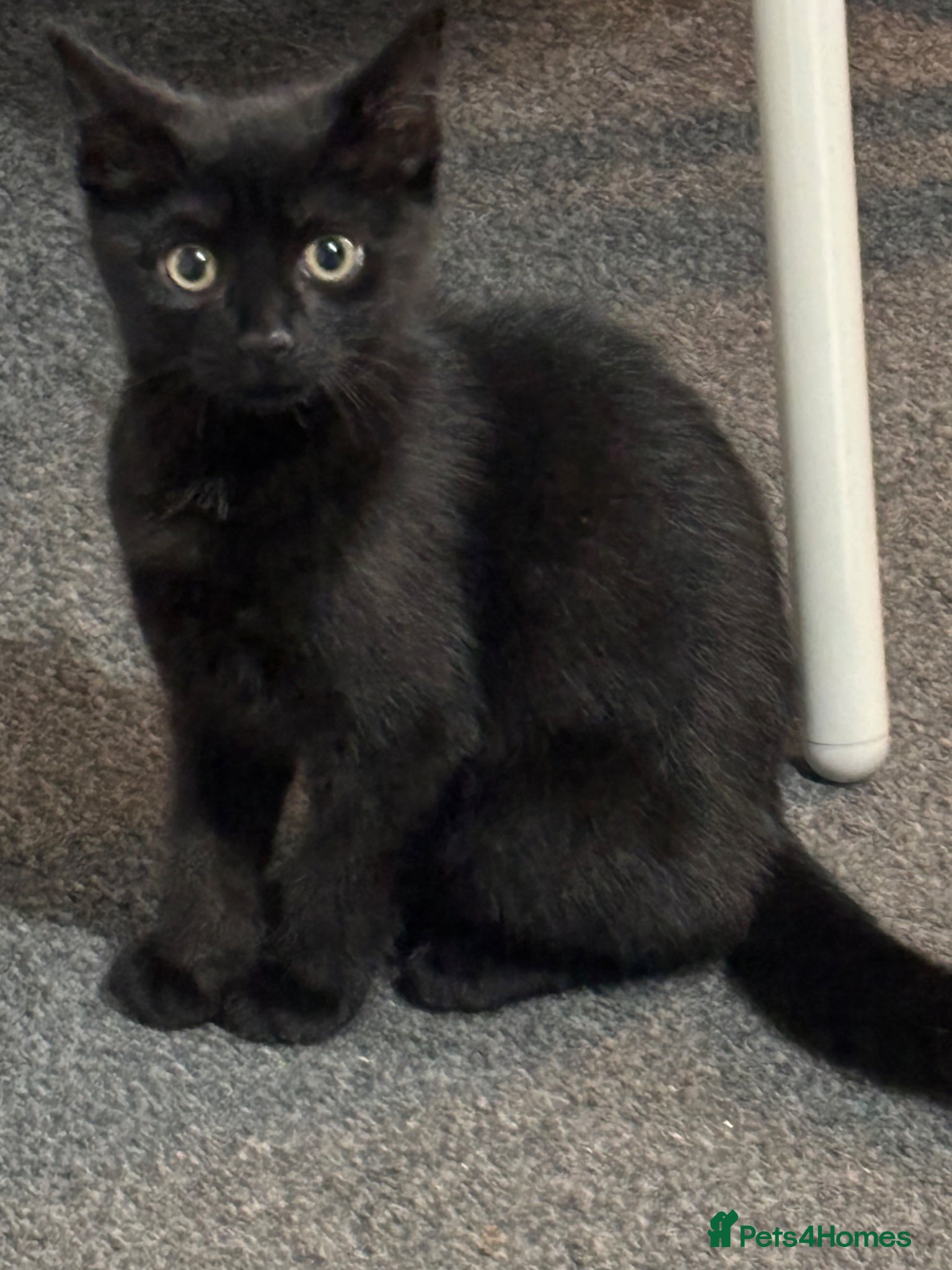 Mixed Breed cats Male black kitten  - Advert 3