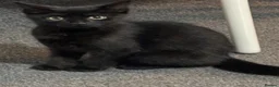 Mixed Breed cats for sale: Male black kitten  - Advert 1