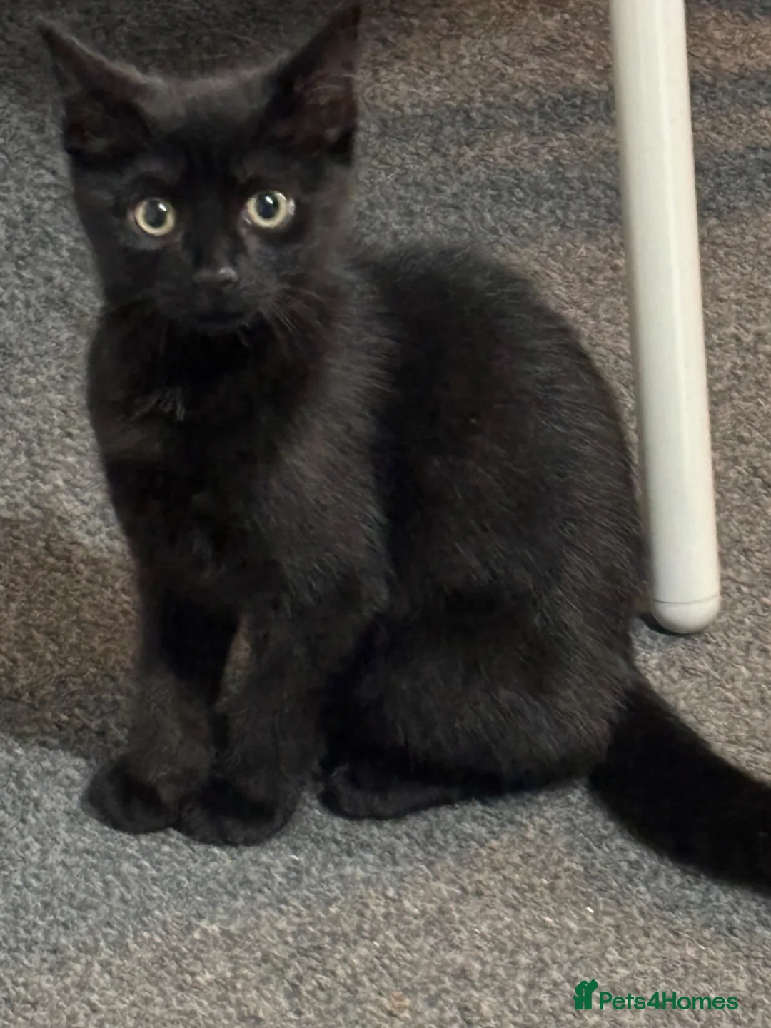 Mixed Breed cats for sale: Male black kitten  - Advert 1
